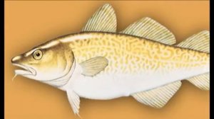 Виды белой рыбы Аляски: белокорый палтус, тихоокеанская треска, минтай