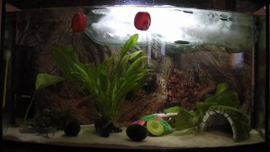 Аксолотль всплывает. The axolotl comes up.