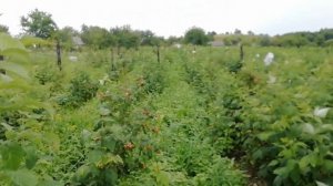 Малина. Феномен, Полка, Глен Файн