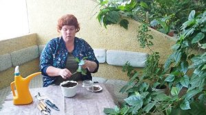 Ботанический квартирник Выпуск № 8. Размножение и посадка кофе из черенка