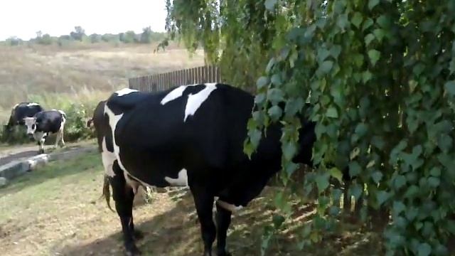 Породистые коровы смотреть онлайн