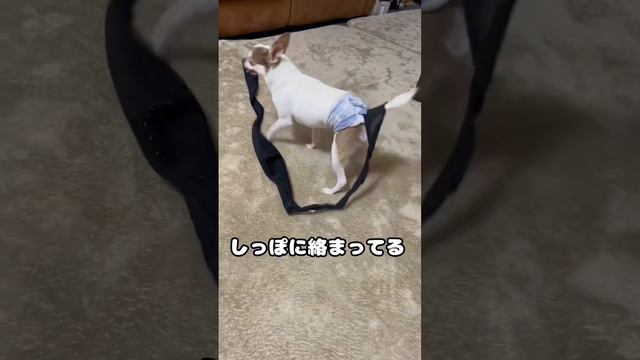 しっぽに何かつけて楽しそうな犬 #チワワ #dog #chihuahua #犬のいる生活