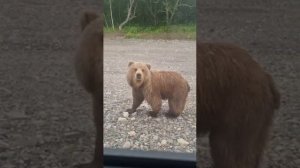 На Камчатке телеведущая Ляйсан Утяшева хотела покормить медведя на трассе