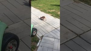 Мини и супер мини той терьеры