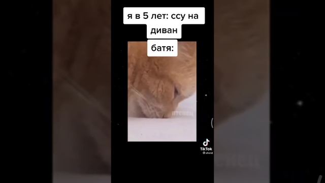 Батя кот нухает обосоный  диван