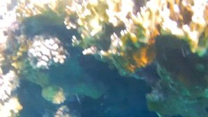 Марса Алам Порт Галиб домашний риф