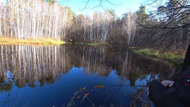 Поход по грибы опята! Готовлю рулет шаурму из опят! смотреть онлайн