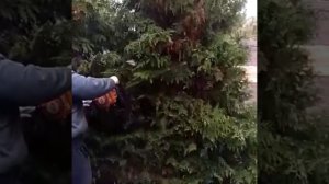 Стрижка Туи Брабант. #хайпсад #туя #хвойные #хвойныерастения #посадка #уходзасадом1 #пересадка #сад