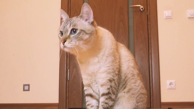 у ЮКИ не Все Дома / Сериалити от ЮКИ 106 серия смотреть онлайн