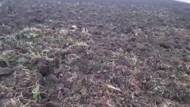 Глубокорыхлитель на мтз 1221 за 36 тыс руб в работе. Чизельные плуги