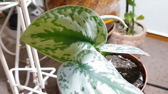 Дом в цветах// Комнатные цветы// Филодендроны, сциндапсусы. смотреть онлайн