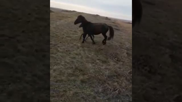 Маленький жеребёнок защищает маму...