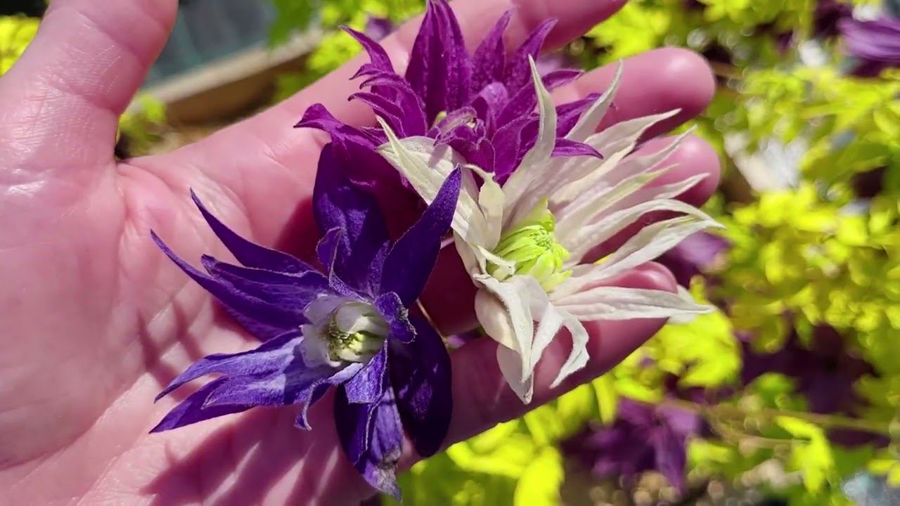 Княжики цветут! ОБЗОР САДА. В жару спасает ПРУД в саду! смотреть онлайн