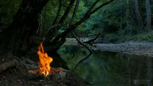 Удобрение из банановой кожуры для комнатных растений