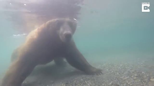 Как медведь ловит рыбу смотреть онлайн