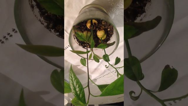 Как посадить авокадо в домашних условиях 100 результат.