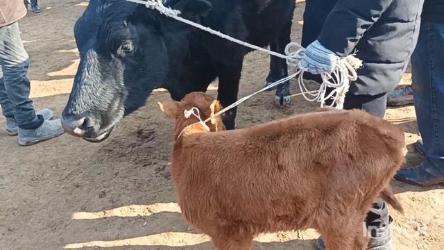 Shimbay mal bazar 19.02.2023 Шымбай мал базар. Скотный рынок. Мал базар 2023