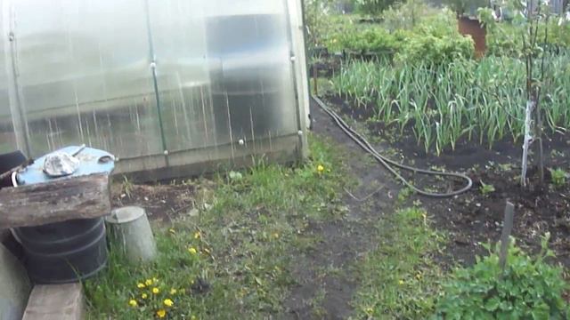 В саду летом в начале ИЮНЯ... Видео Нусратуллина Ф.Г. смотреть онлайн