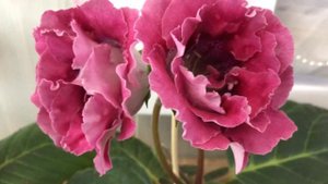 Цветущие сорта Глоксиний(Выпуск №9)