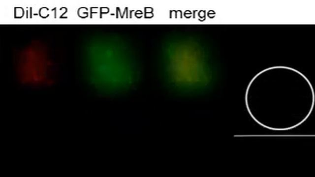 Raw and de-convolved images used for the 3D-reconstruction of the colocalization смотреть онлайн