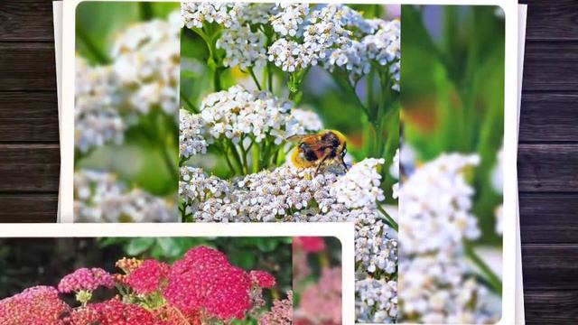 ЦВЕТЫ!ДАРИТЕ ДЕВУШКАМ ЦВЕТЫ!🌺🌹🌻#цветы#песняпроцветы#хорошеенастроение