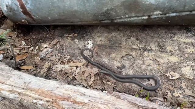 South Carolina Tin Flipping for Snakes! Finding Copperheads and Rattlesnakes Under Cover! смотреть онлайн