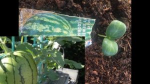 Как вырастить арбуз из семечки в домашних условиях?