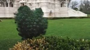 Самый большой павлин!!!