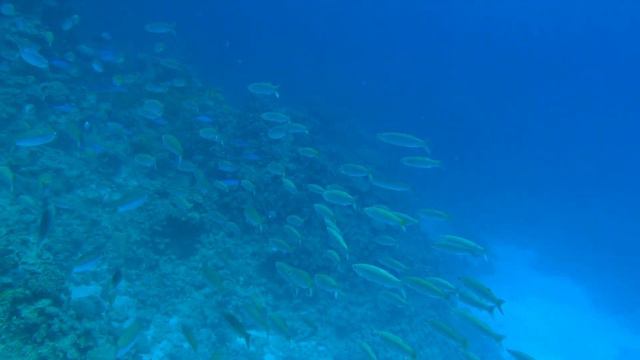 Egypt Freediving