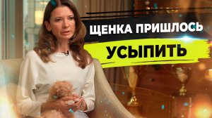 Как выбрать микро щенка? Проблемы маленьких собак.
