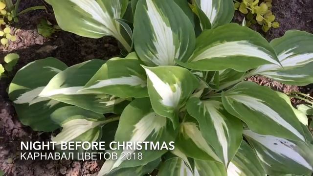 Хосты_ч1_частный питомник Карнавал Цветов смотреть онлайн