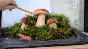 Урок 1. Композиция из грибов. Рисую грибы сухой пастелью с натуры