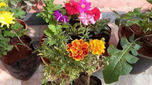 Top 5 winter flowering plant, Garbera plant, petunia plant, guldavadi plant, Marigold