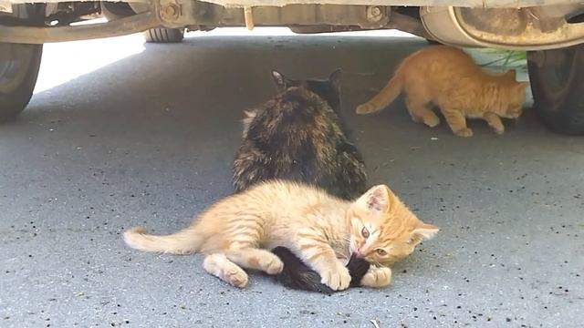 укуфу за хвостик смотреть онлайн