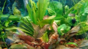 Велифера нигра ,новое приобретение