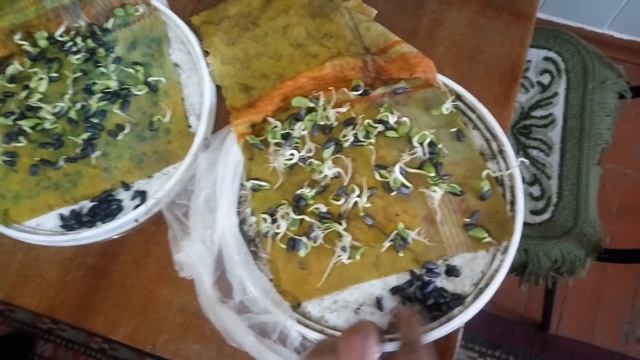 Всхожесть подсолнуха: Эстрада, Белла, Анастасия, Бомбардиер. 23.04.2018 #Сельхозтехника ТВ смотреть онлайн