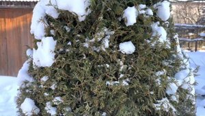 Туя Корник (Kórnik). Лучше Брабант и Смарагд?