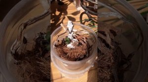 Детка на пне орхидеи после фузариоза