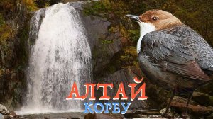 Алтай заповедный: водопад Корбу и оляпка | Film Studio Aves