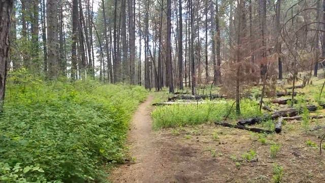 США..ВЫЖИВШИЙ ЛЕС..ПО ТРОПАМ Спокена после пожара,.Spokane WA смотреть онлайн