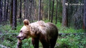 Бурые мигранты. Откуда и почему в Ульяновскую область пришли медведи