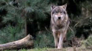 Клип про волков под песню "Закон стаи"