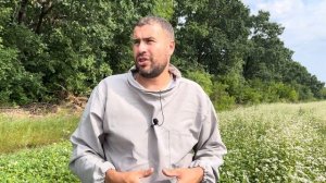 ОСНОВНАЯ ПРИЧИНА ПОЧЕМУ ПЧЕЛЫ НЕ ПОСЕЩАЮТ ПОДСОЛНУХ