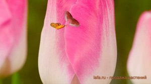 Тюльпан обыкновенный Супермодель (tulipa) ? обзор: как сажать, луковицы тюльпаны Супермодель