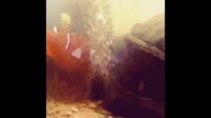 ЖЕСТЬ!!!Краснохвостый сом съел Мешкожаберного сома!!!СМОТРЕТЬ ВСЕМ!