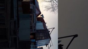 Николаевские голуби