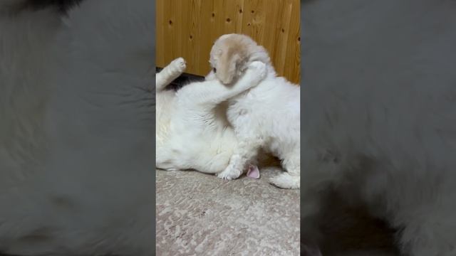 Серьезные Разборки! Кот Алекс обидел Бонни?