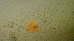 Осьминог Дамбо | Гримпотевтис | Grimpoteuthis Octopus | Octopus Dambo
