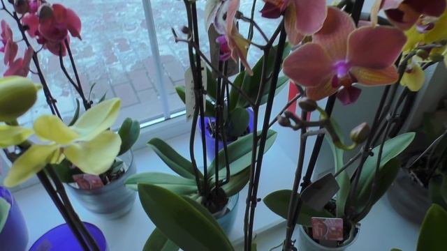Орхидеи и не только в САДОВОМ ЦЕНТРЕ. смотреть онлайн