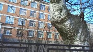 Сосновая поляна весной. Район Санкт-Петербурга